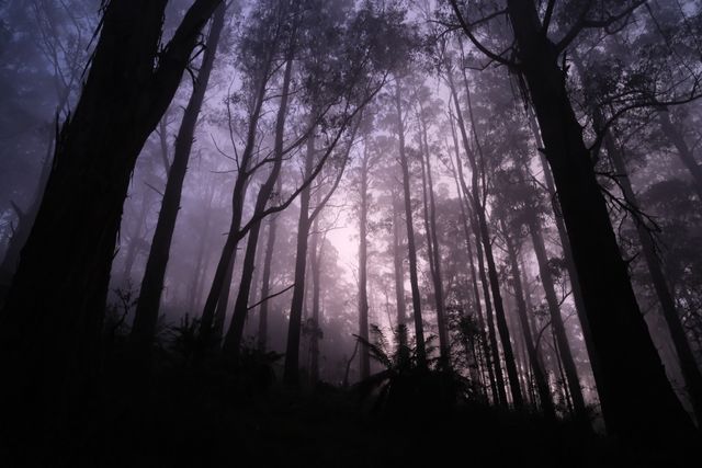 malam di hutan - Foto oleh Walter Coppola dari Pexels