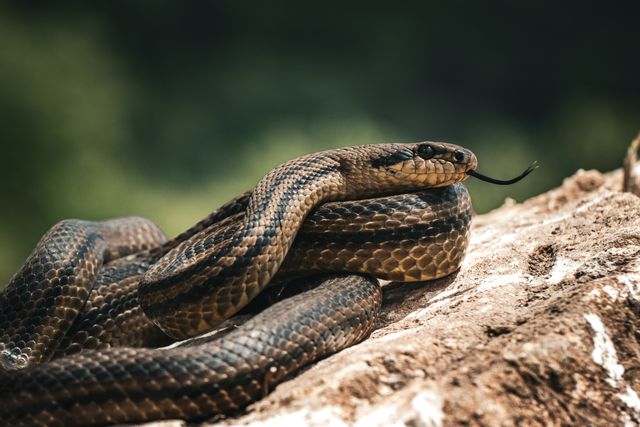 Foto oleh Mihailo Jovicevic dari Pexels Uar